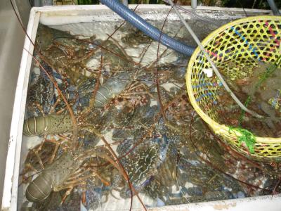 Seafood auf Cheung Chau